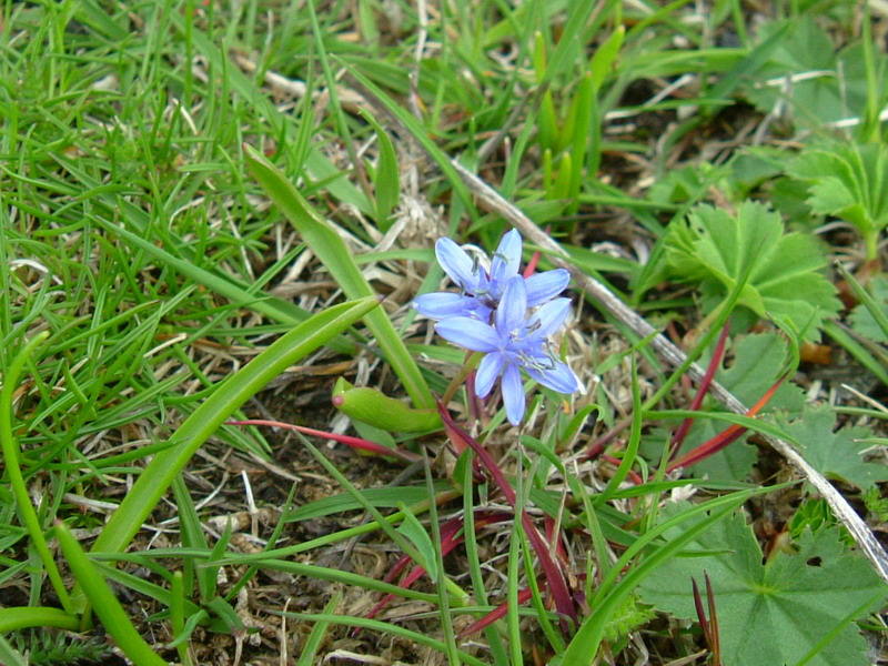 Scilla bifolia / Scilla silvestre